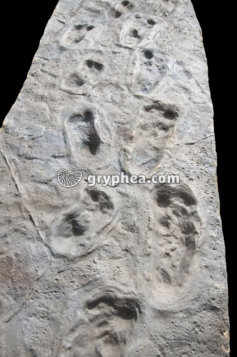 Pas de Laetoli - Piste partielle - Empreintes - gryphea.com